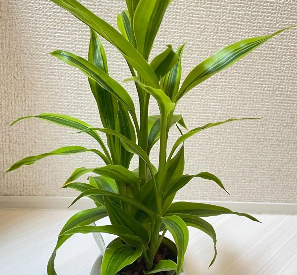 红楼house Apartment Tokyo